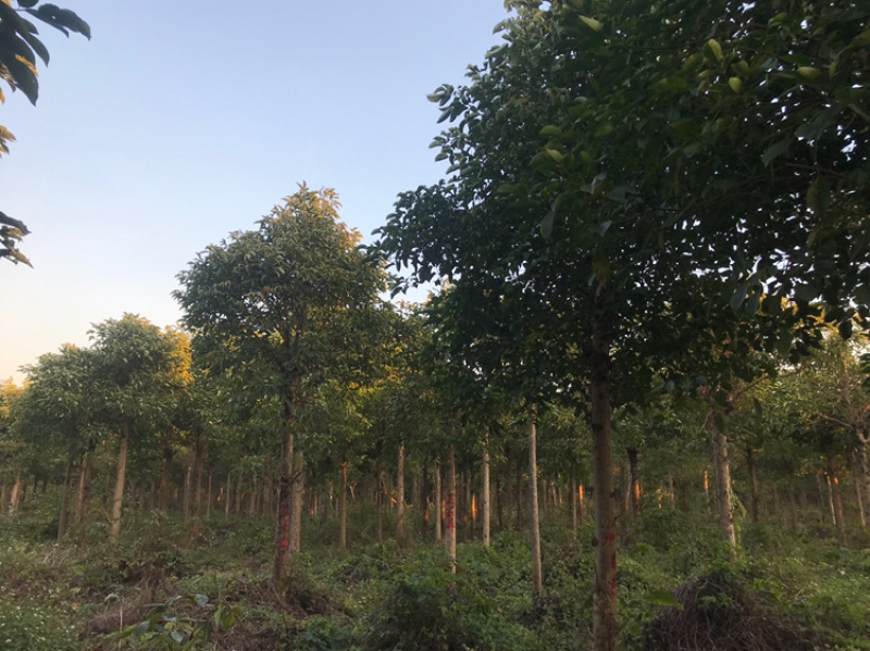 广东秋枫地苗基地大量供应规格齐全欢迎采购