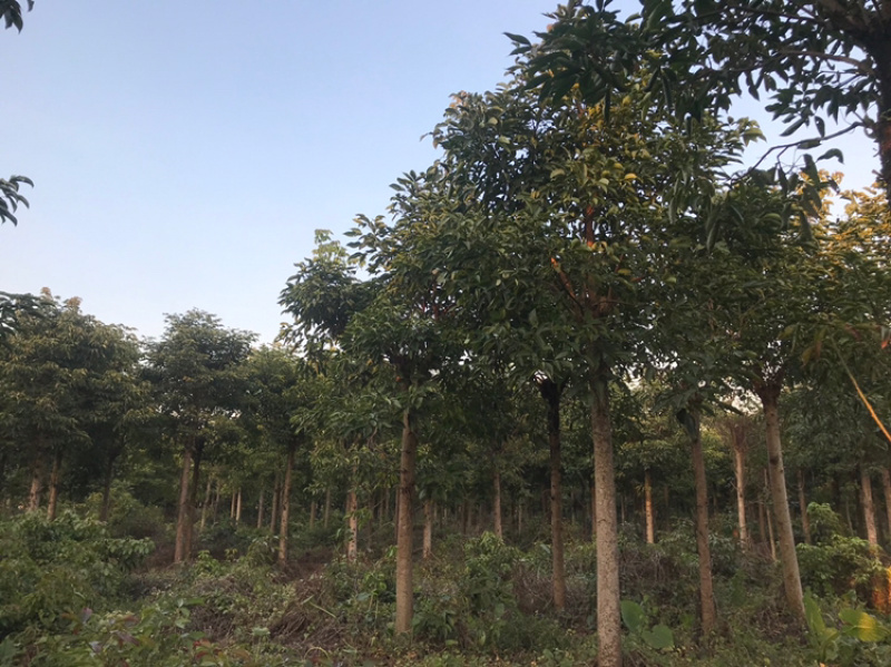 广东秋枫地苗基地大量供应规格齐全欢迎采购
