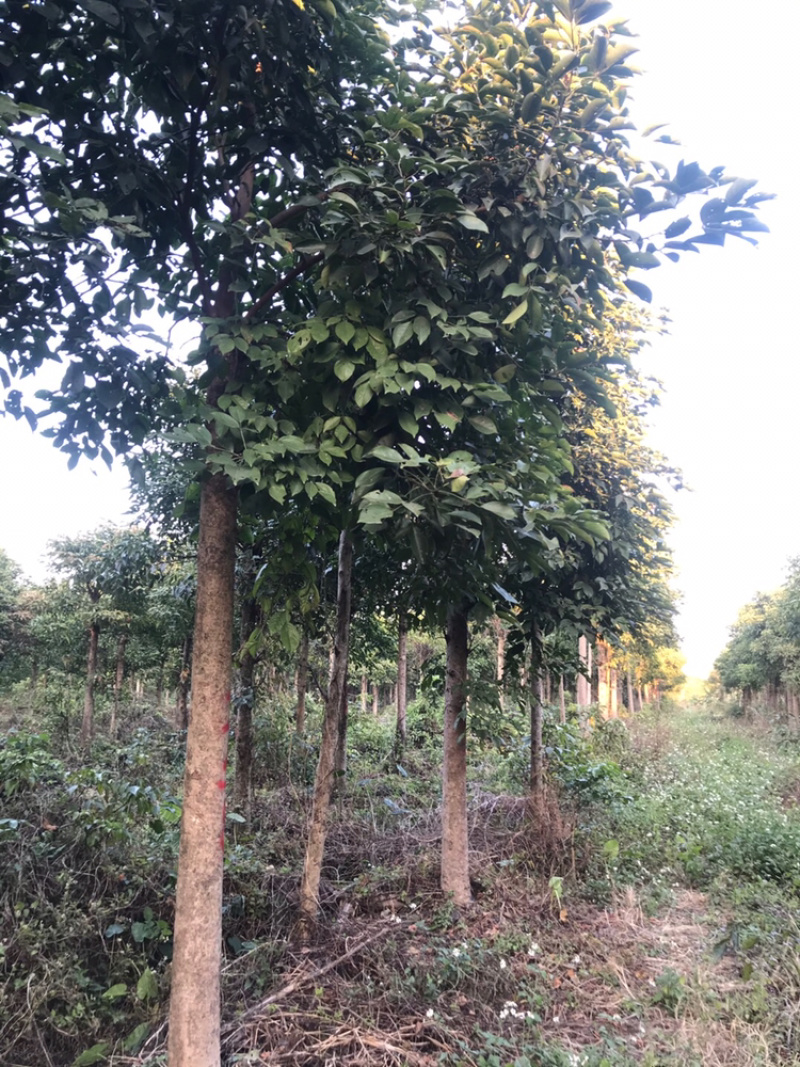 广东秋枫地苗基地大量供应规格齐全欢迎采购