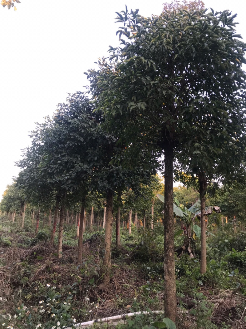广东秋枫地苗基地大量供应规格齐全欢迎采购