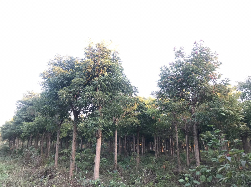 广东秋枫地苗基地大量供应规格齐全欢迎采购