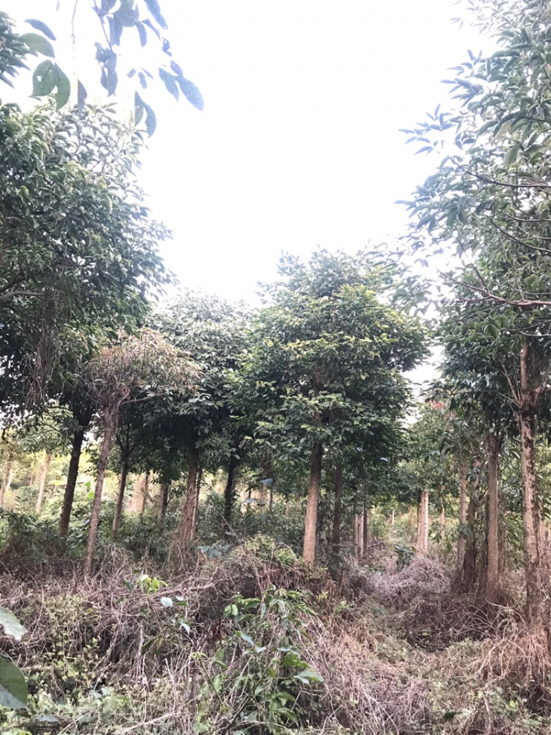 广东秋枫地苗基地大量供应规格齐全欢迎采购