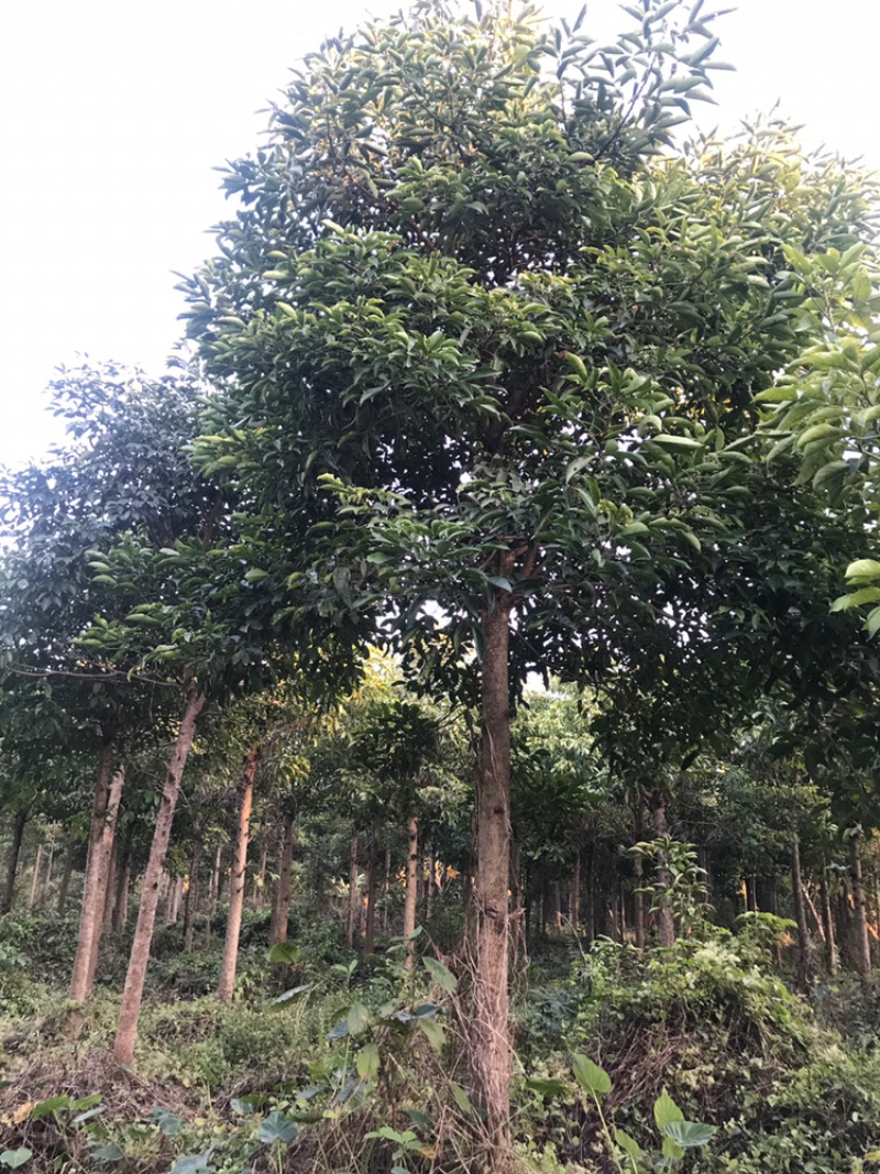 广东秋枫地苗基地大量供应规格齐全欢迎采购