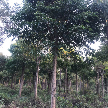 广东秋枫地苗基地大量供应规格齐全欢迎采购