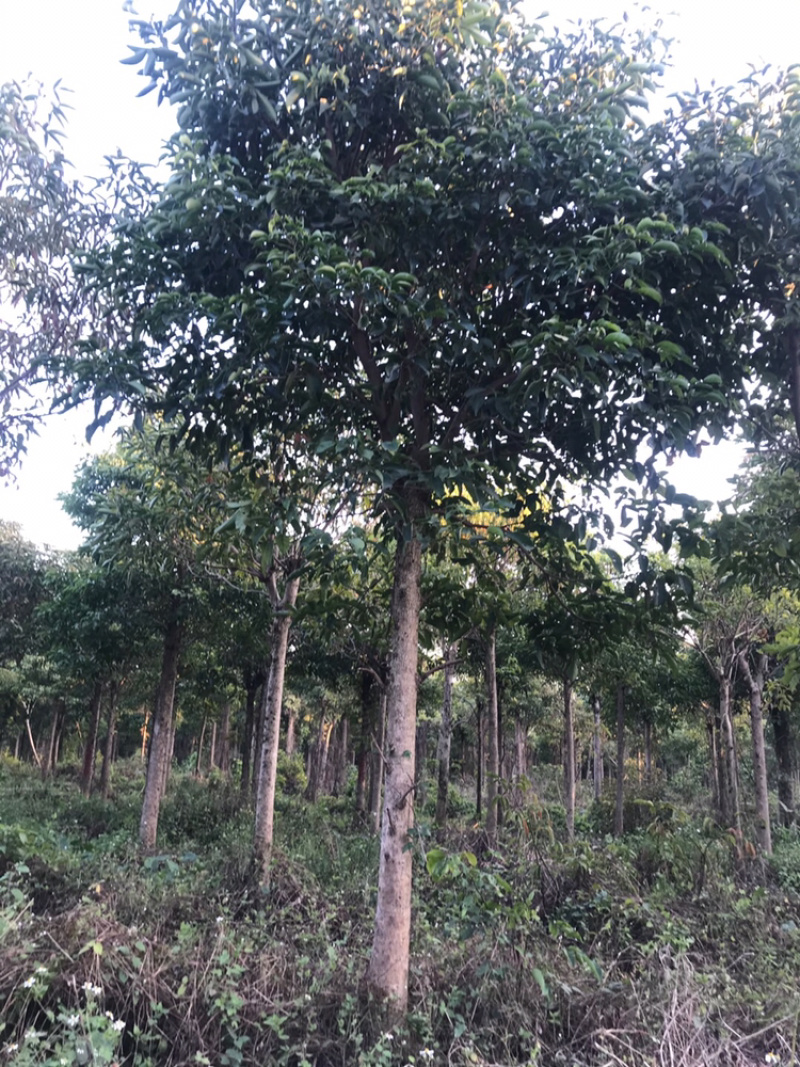 广东秋枫地苗基地大量供应规格齐全欢迎采购