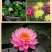 大睡莲苗睡莲根块水生植物池塘盆栽莲花根块水养四季花苗