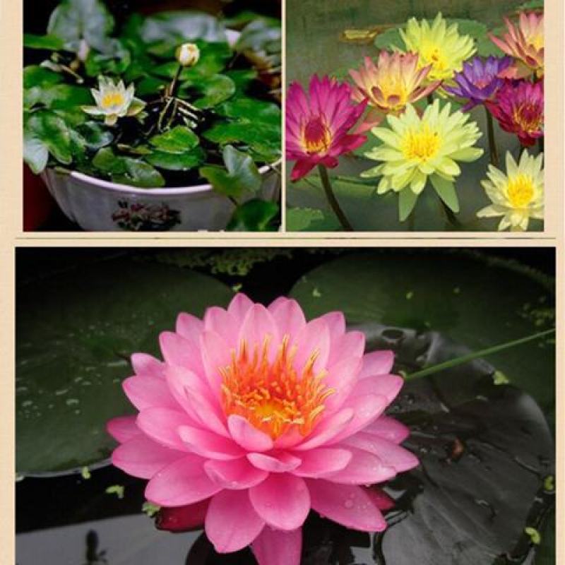 大睡莲苗睡莲根块水生植物池塘盆栽莲花根块水养四季花苗