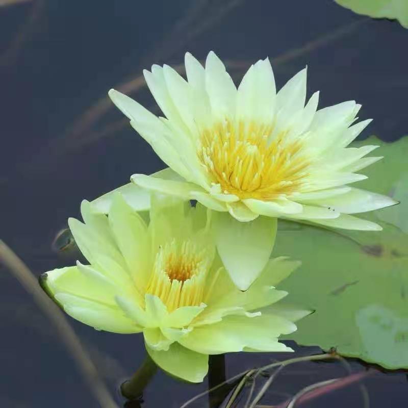 大睡莲苗睡莲根块水生植物池塘盆栽莲花根块水养四季花苗
