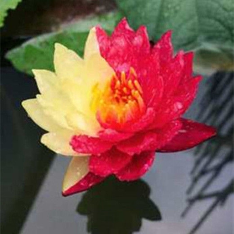 大睡莲苗睡莲根块水生植物池塘盆栽莲花根块水养四季花苗