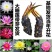 大睡莲苗睡莲根块水生植物池塘盆栽莲花根块水养四季花苗