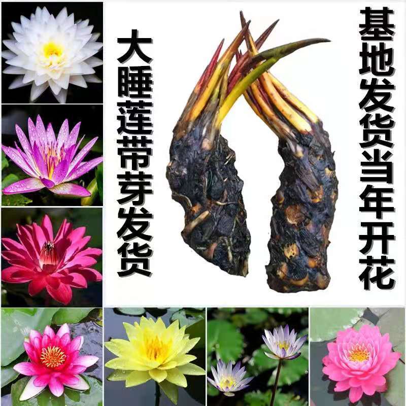大睡莲苗睡莲根块水生植物池塘盆栽莲花根块水养四季花苗