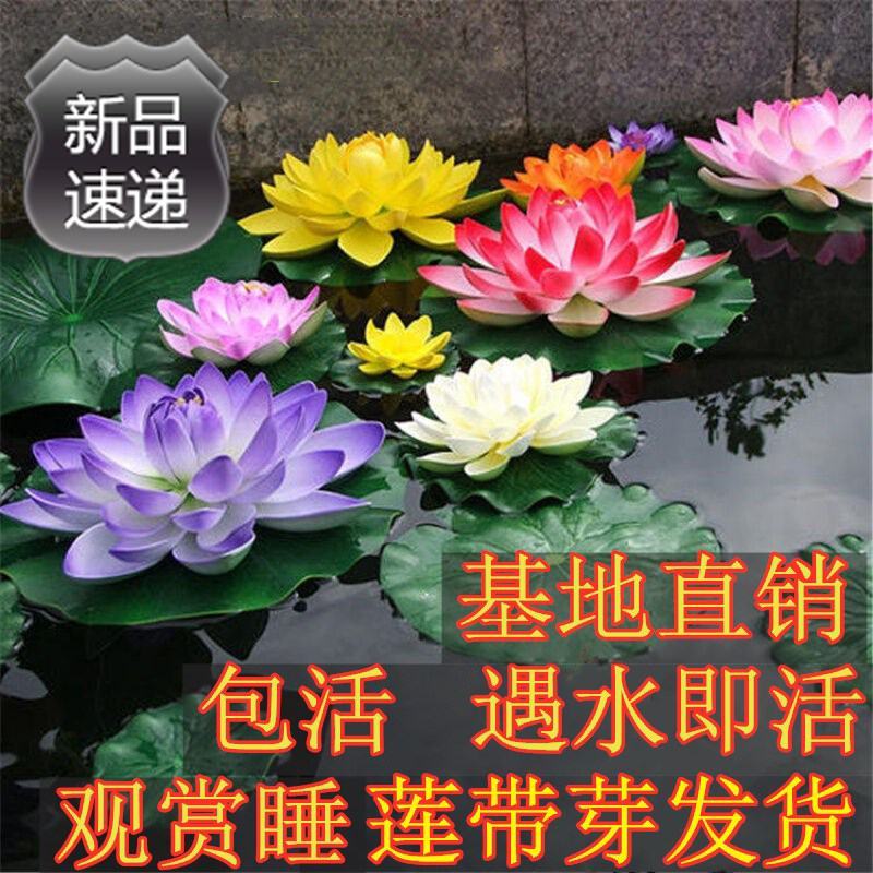 大睡莲苗睡莲根块水生植物池塘盆栽莲花根块水养四季花苗