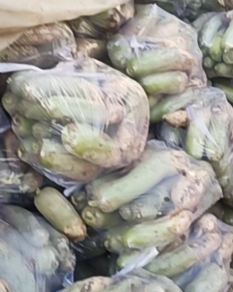 萝卜大量上市保证质量