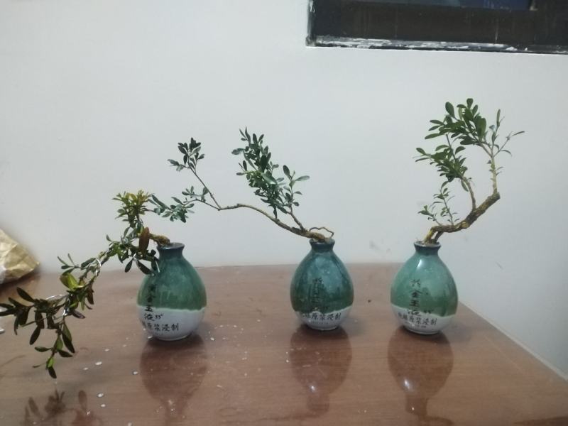 黄杨盆景，一拍一物喜欢的来聊，可打包，可单出