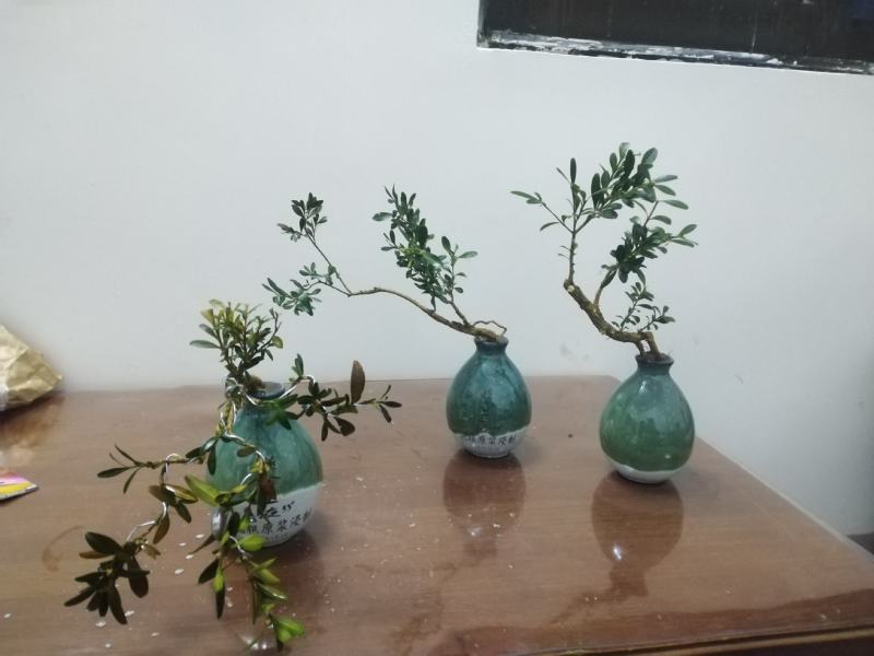 黄杨盆景，一拍一物喜欢的来聊，可打包，可单出
