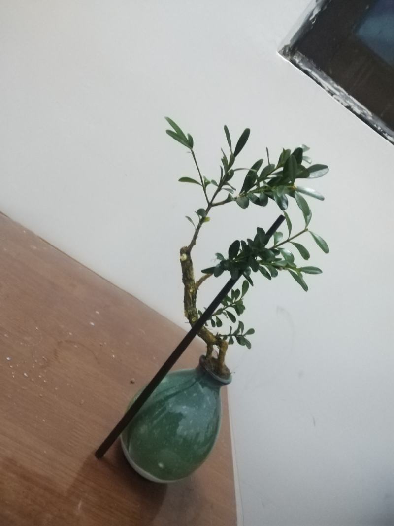 黄杨盆景，一拍一物喜欢的来聊，可打包，可单出