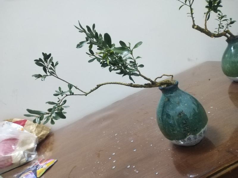 黄杨盆景，一拍一物喜欢的来聊，可打包，可单出