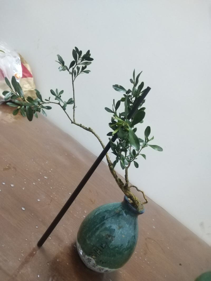 黄杨盆景，一拍一物喜欢的来聊，可打包，可单出