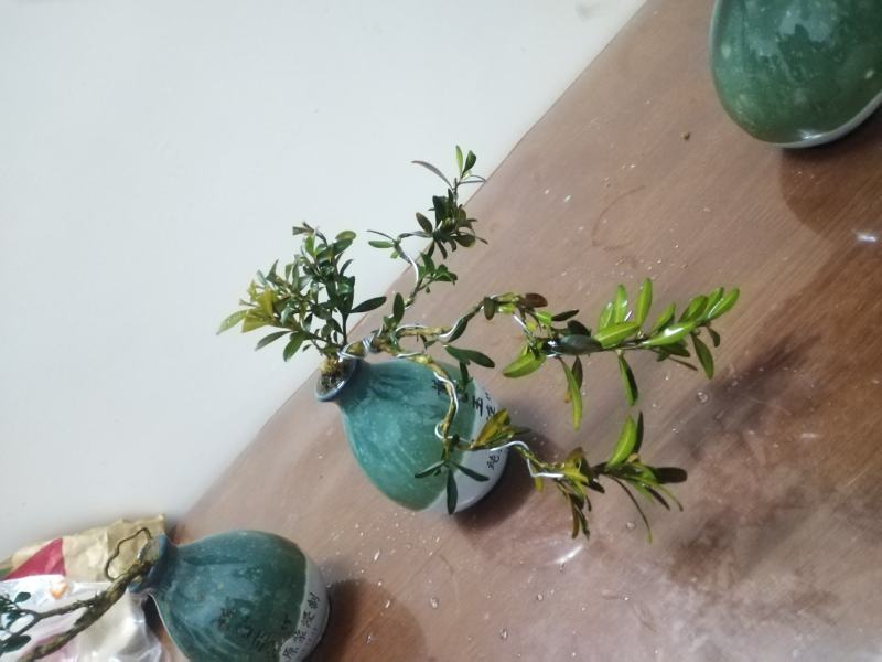 黄杨盆景，一拍一物喜欢的来聊，可打包，可单出