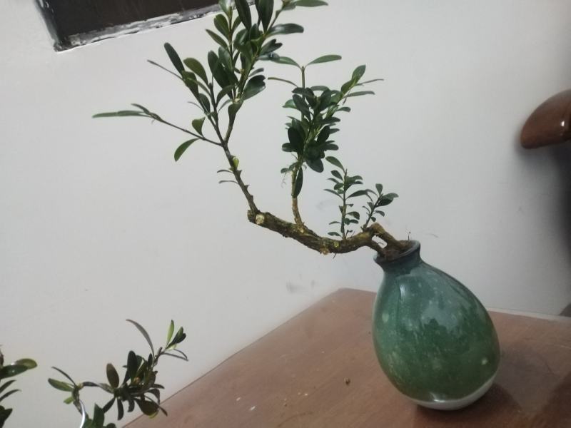 黄杨盆景，一拍一物喜欢的来聊，可打包，可单出