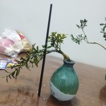 黄杨盆景，一拍一物喜欢的来聊，可打包，可单出