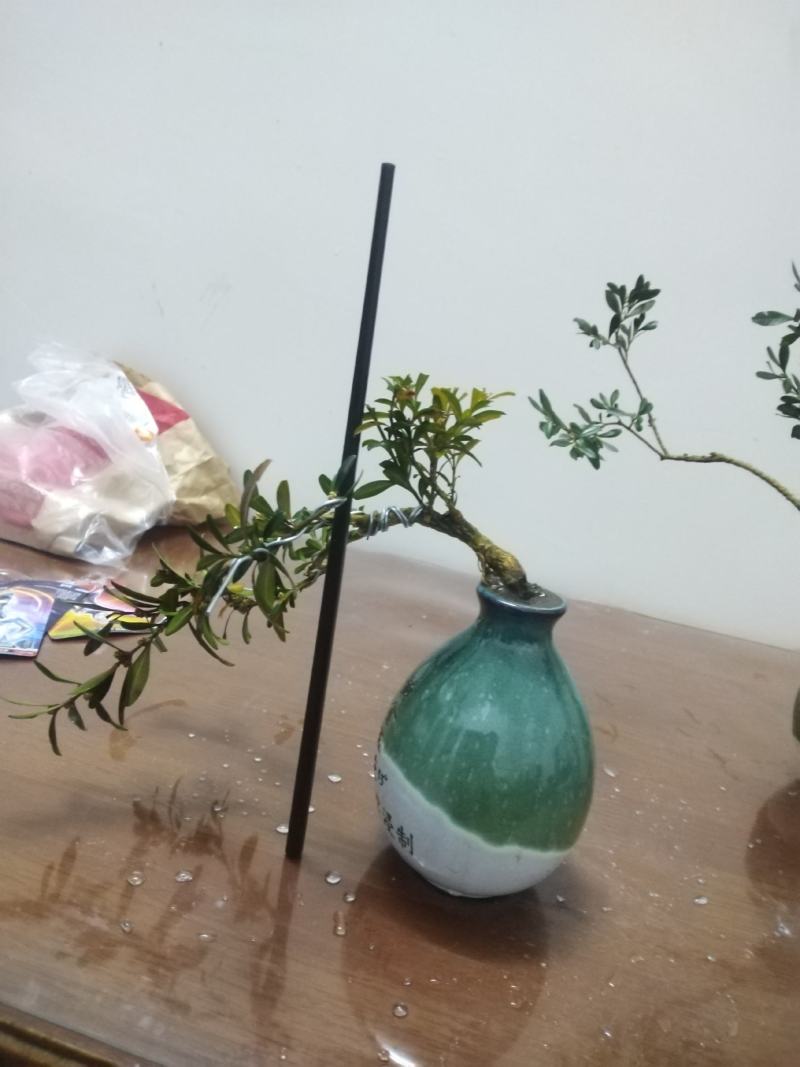 黄杨盆景，一拍一物喜欢的来聊，可打包，可单出