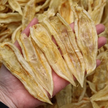 100头双背鱼胶花胶新货肉质新鲜完整漂亮货没有油面