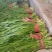 山东莘县大量供应头茬韭菜