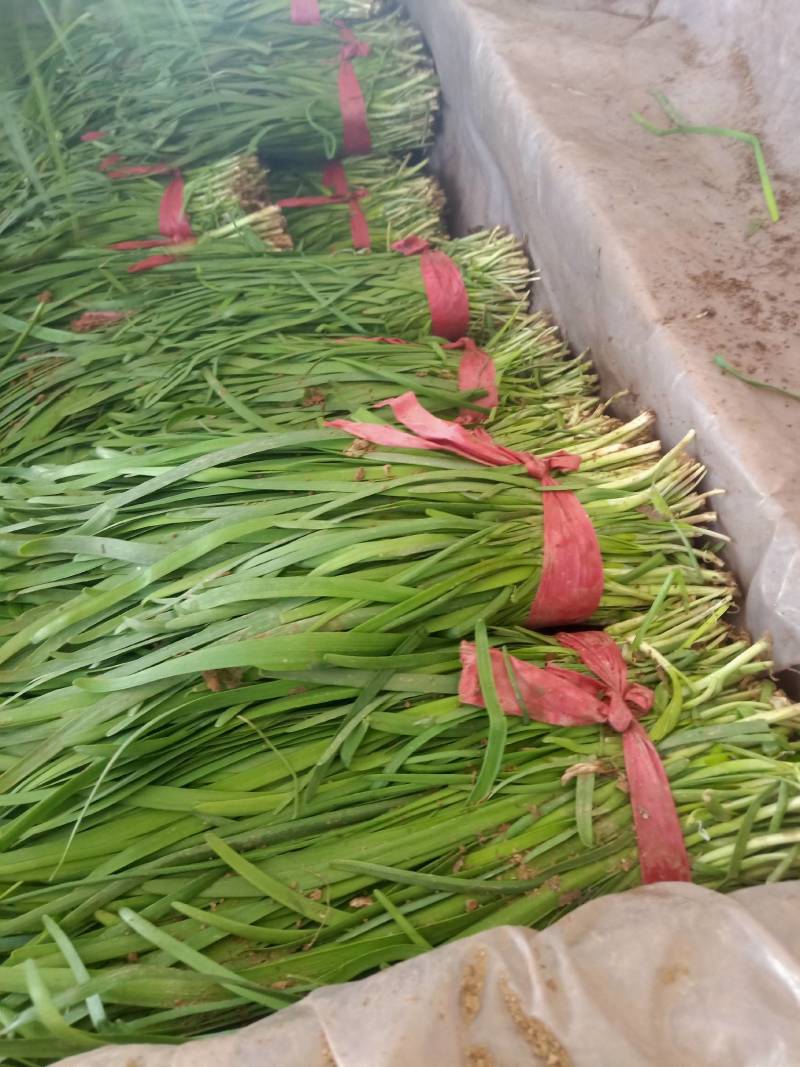 山东莘县大量供应头茬韭菜