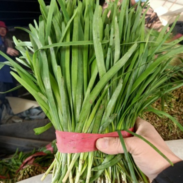 山东莘县大量供应头茬韭菜