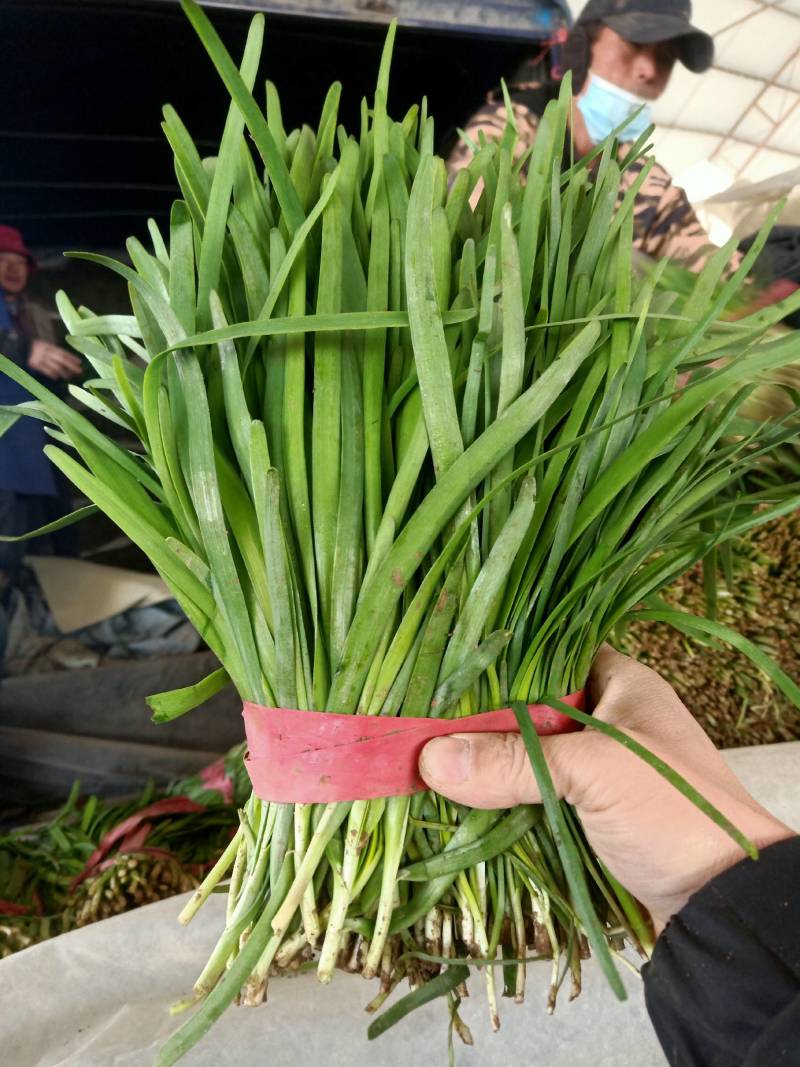 山东莘县大量供应头茬韭菜