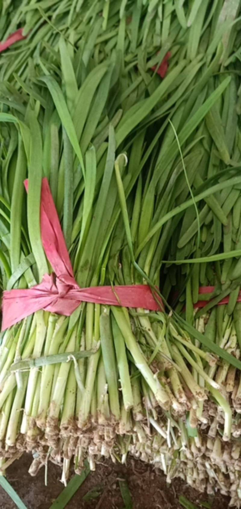 山东莘县大量供应头茬韭菜