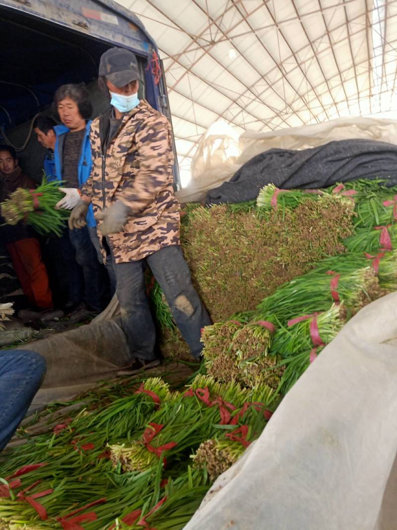 山东莘县大量供应头茬韭菜