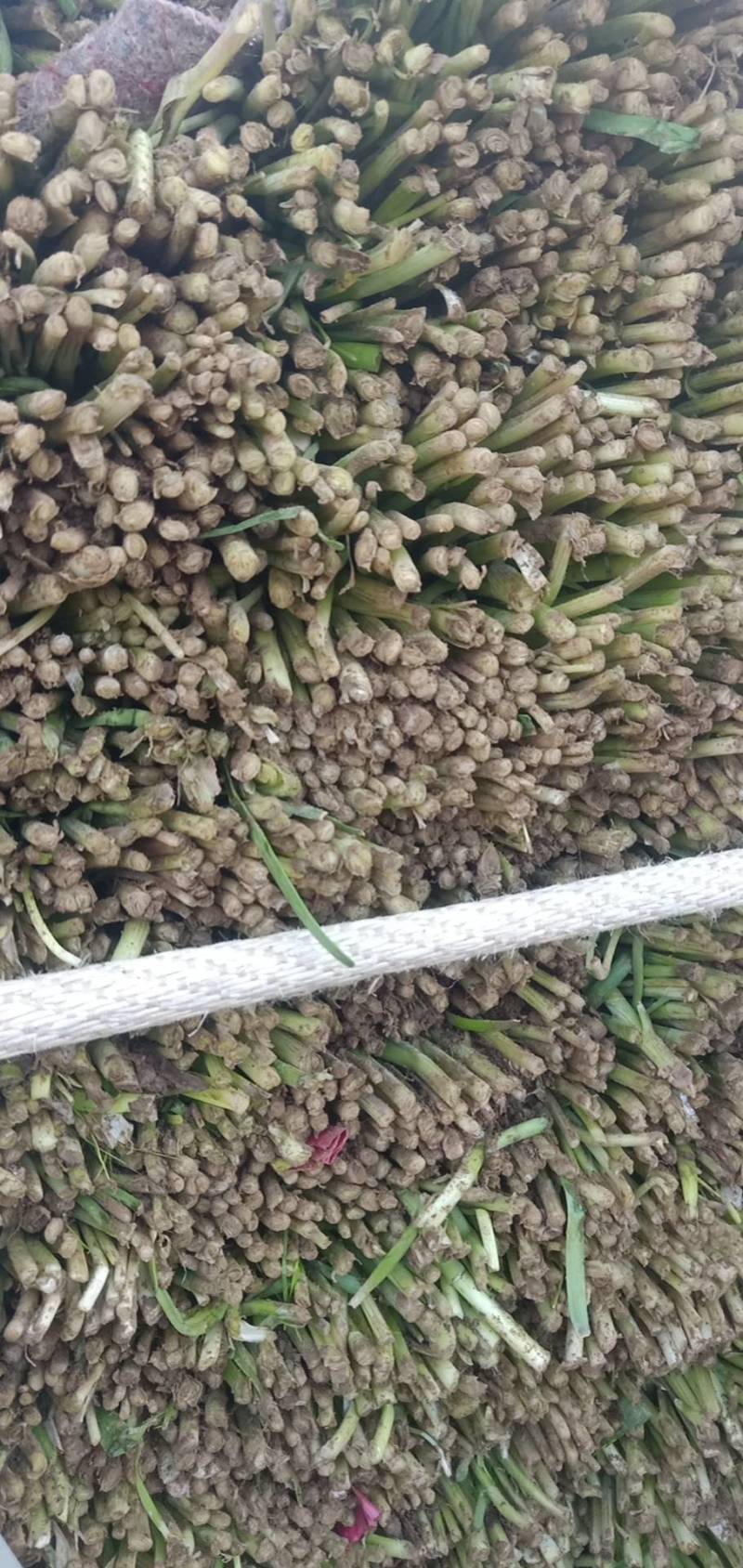山东莘县大量供应头茬韭菜