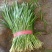 山东莘县大量供应头茬韭菜