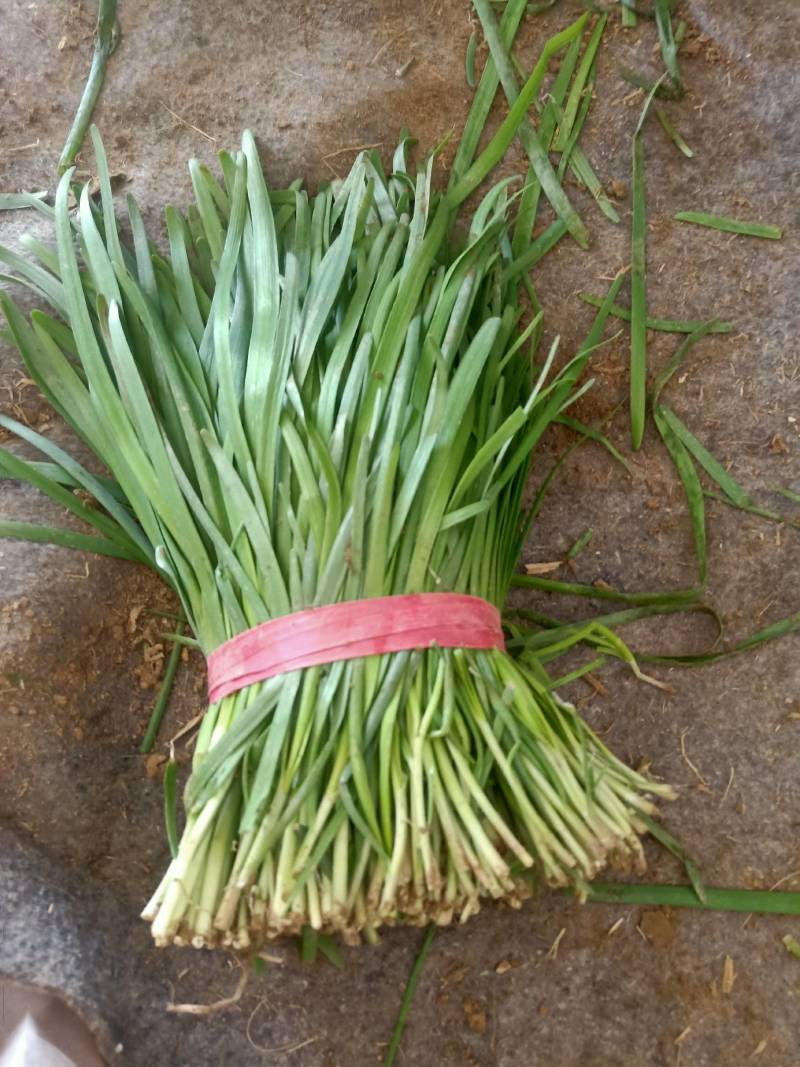 山东莘县大量供应头茬韭菜