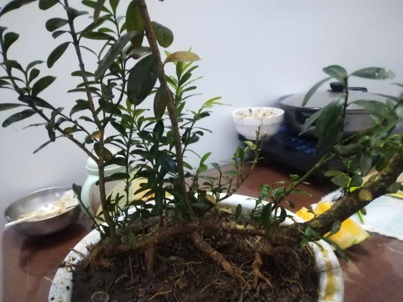 黄杨盆景，丛林黄杨，