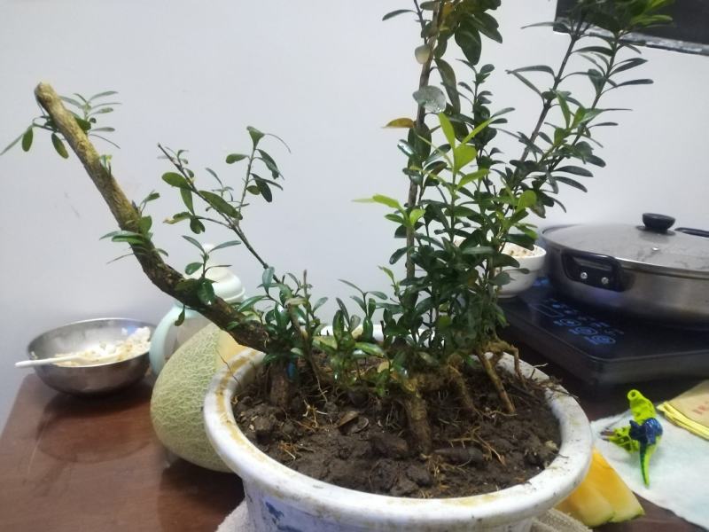黄杨盆景，丛林黄杨，