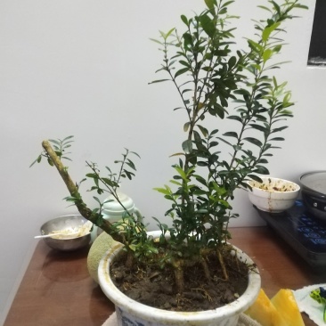 黄杨盆景，丛林黄杨，