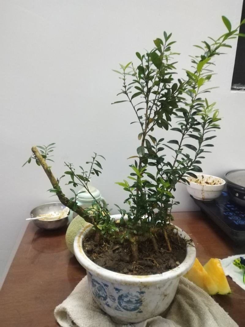 黄杨盆景，丛林黄杨，