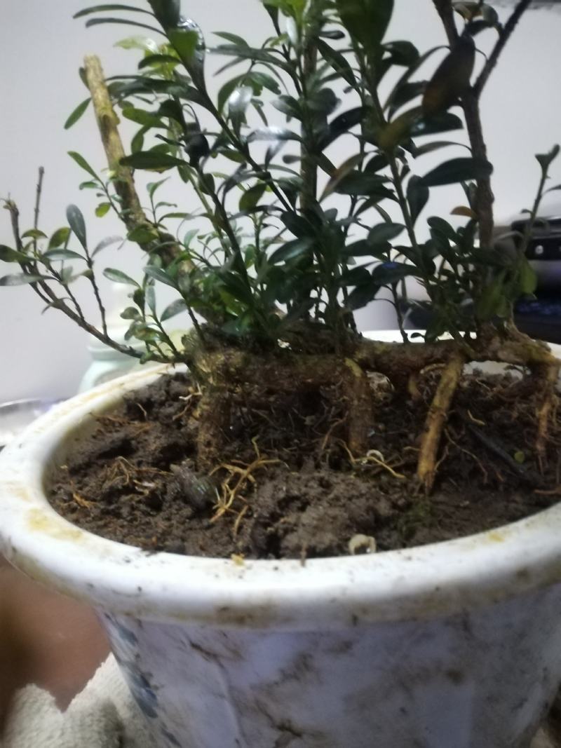黄杨盆景，丛林黄杨，