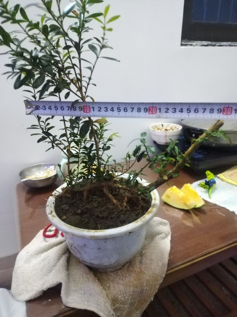 黄杨盆景，丛林黄杨，