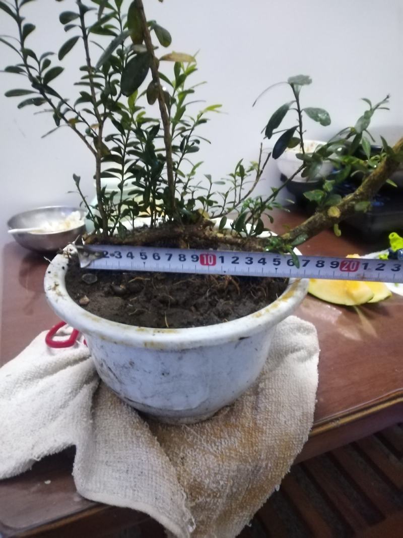 黄杨盆景，丛林黄杨，