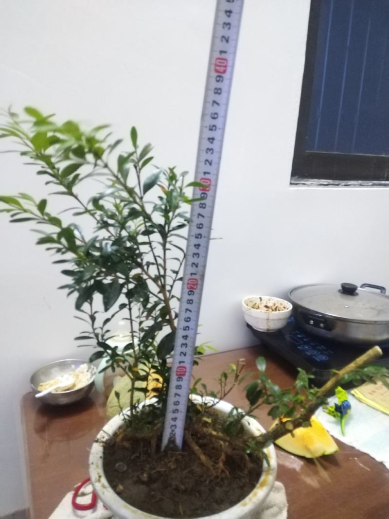 黄杨盆景，丛林黄杨，