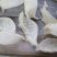 纯干挑4A中密盏燕窝印尼95干度50g680元