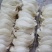 纯干挑4A中密盏燕窝印尼95干度50g680元