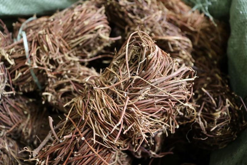鸡骨草批发新鲜性价比高