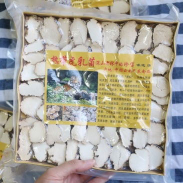 A厂金盒真空虎乳菌250g