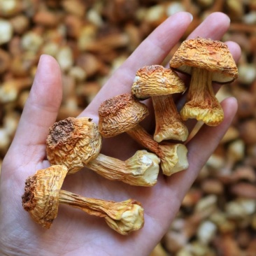 短腿姬松茸（小个短腿）