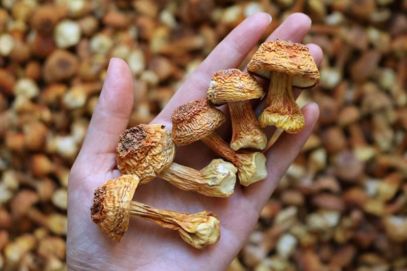 短腿姬松茸（小个短腿）